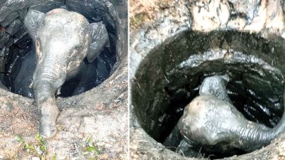 Baby elephant rescued from cesspit after 3-hr operation in K'taka