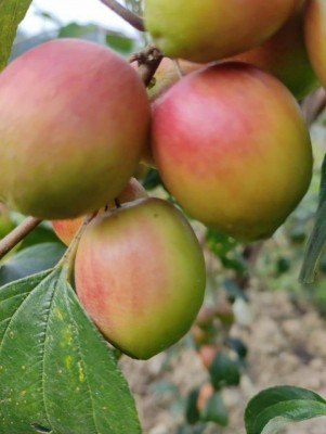 Caught in Covid crisis, Tripura tribals grow Apple Ber, first in NE region