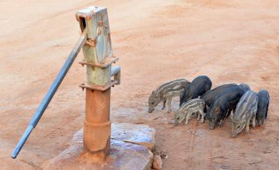 Wild boars may be culled in Goa soon; govt to declare species as vermin