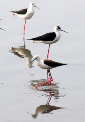 Unfounded beliefs kill scores of egrets in Assam, authorities initiate action