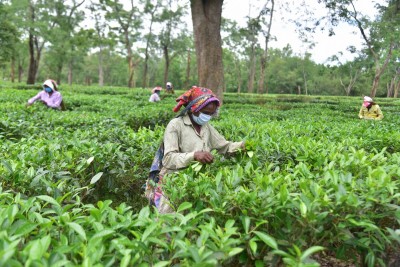 Assam tea gets record prices at 1st mjunction special auction