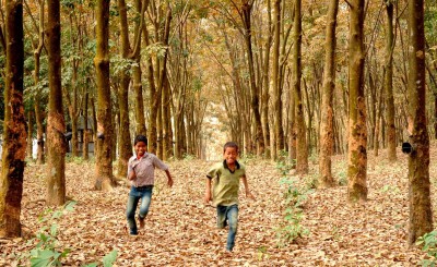 Assam, Tripura's top mission to promote commercial cultivation of Agar