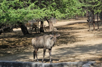 Assam gets sixth national park, another to come up