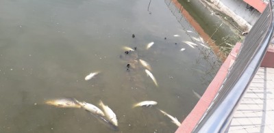 Drop in oxygen level kills hundreds of fish in Guwahati pond