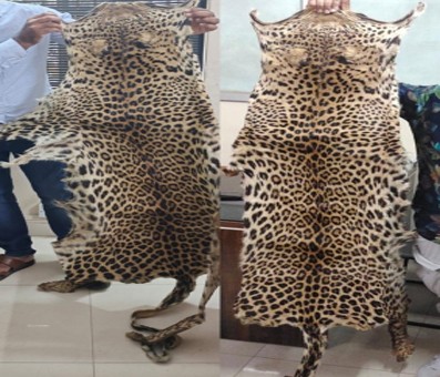 K'taka police arrest rowdy sheeter trading leopard skin