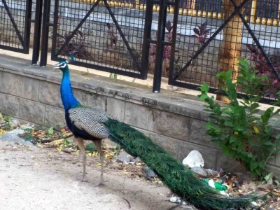 Peacock rescued from 50 ft deep borewell in Taj city