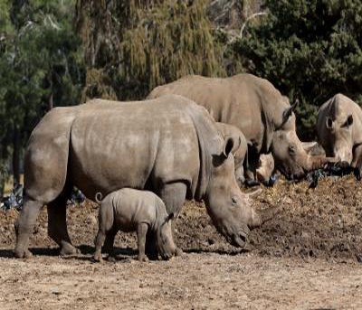 Tanzania plans to introduce 30 white rhinos to boost conservation