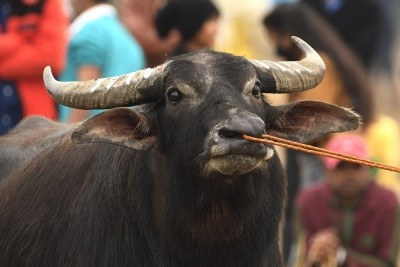 Shamli police orders DNA test of stolen buffalo