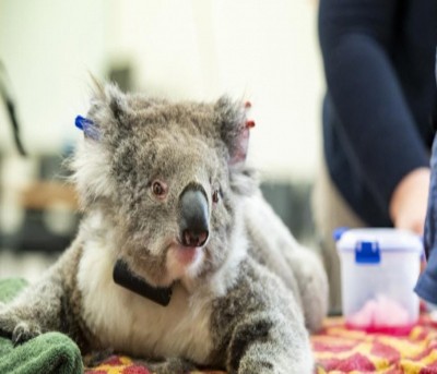 Significant koala population found living in Aus national park