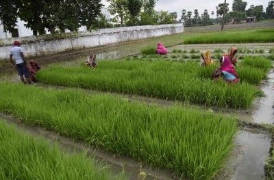 20,000 acres of paddy damaged in rains in TN's delta districts