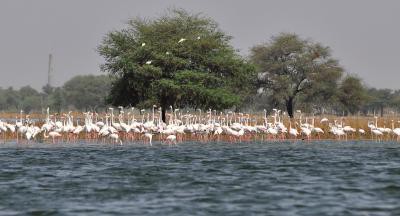 TN to conduct bird census on Jan 28, 29