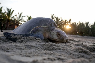 Deaths of Olive Ridley turtles leave conservationists in TN worried