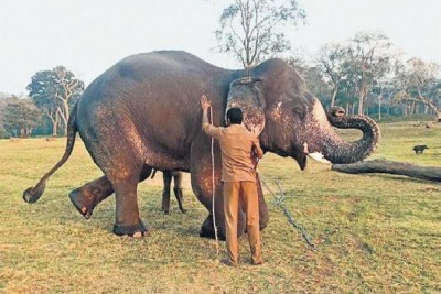 Tusker Shankar who killed 3 people being trained to ward off wild elephants