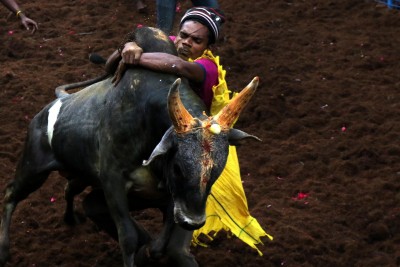 Jallikattu in Alanganallur in TN underway