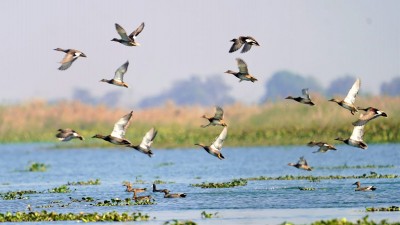 TN push for 'Ramsar' tag for 13 wetlands in state