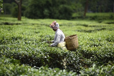 Assam tea garden owners raise daily wage of workers by Rs 26