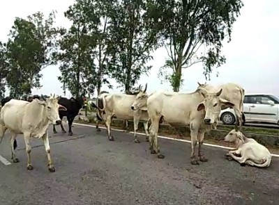 Bangladeshi cattle lifter killed by BSF in Tripura