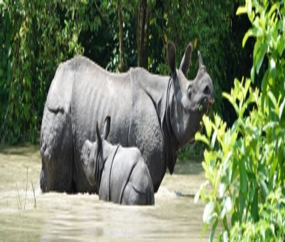 Rhino population in Assam's Kaziranga increases by over 8%