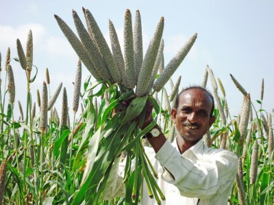 TN to form millet special zones