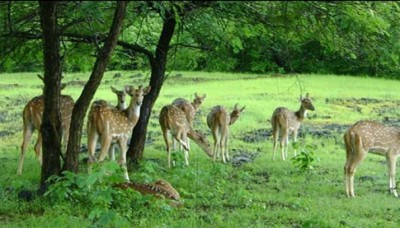 Implement wildlife management plan before nod to mining in eco-sensitive zone: SC