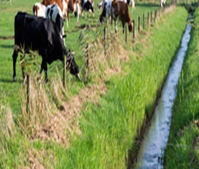 Mumbai: Cow falls & gets trapped in drain, rescue on