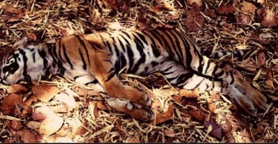 Activists shocked as pregnant tigress murdered, mutilated in Maha jungles