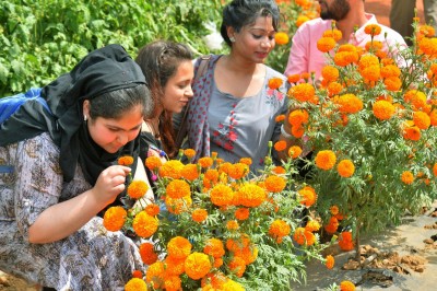 National Horticulture Board clears 1,278 pending subsidy applications