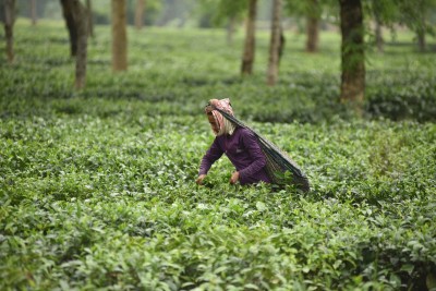 'BJP's decision cause each Assam tea worker to lose Rs 2,70,000 in 5 yrs'