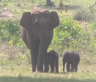 NHAI to redesign road in Nilgiris for free movement of wild elephants