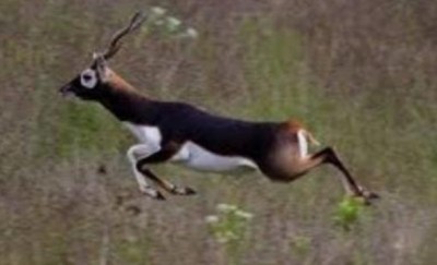 TN expert panel rejects proposal for mining license to protect endangered blackbucks