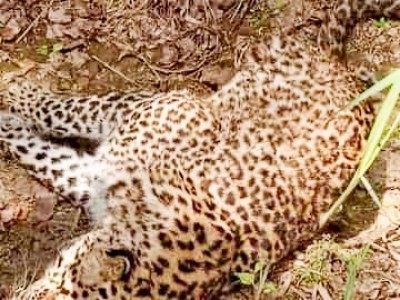 Leopard's carcass found in Anamalai Tiger Reserve of TN