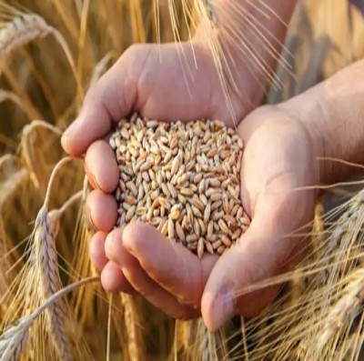 Heatwave, reduced wheat production credit negative for India: Moody's