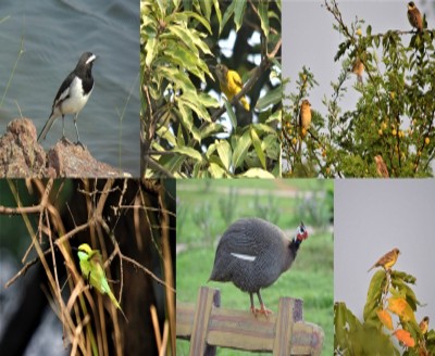 Vedanta Aluminium bolsters efforts towards conserving biodiversity