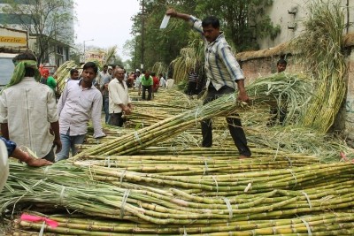 India becomes largest producer, second largest exporter of sugar