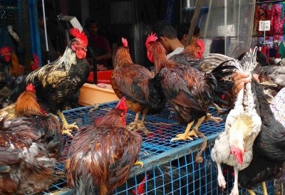 TN: Broiler chicken farmers cut production as feed prices soar