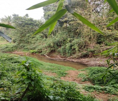 NGT case turns spotlight on Kerala's serpent groves acting as biodiversity reserves