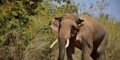 Did a cat make Kerala tusker run uncontrolled?