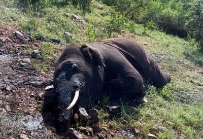 Elephant found dead in Kerala forest