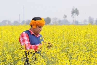 Centre bats for GM mustard in SC: Will make India self-sufficient in edible oil