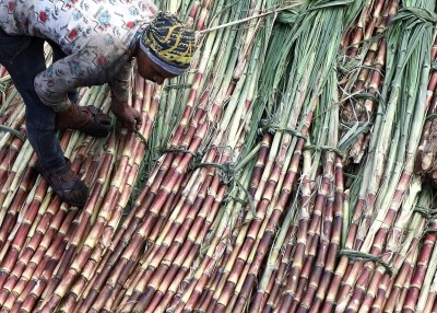 Sugarcane production plummets in Goa, farmers struggle for decent returns