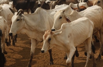 Cow's jaw blown away after chewing cracker