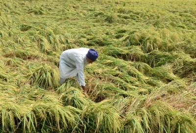 104 lakh MT paddy procured in Punjab, 52 lakh MT in Haryana