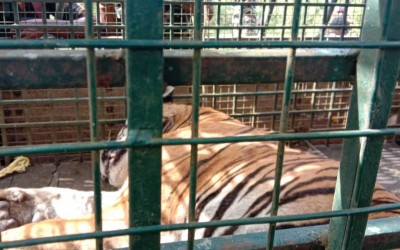 Captured tiger to be treated at Mysuru Zoo