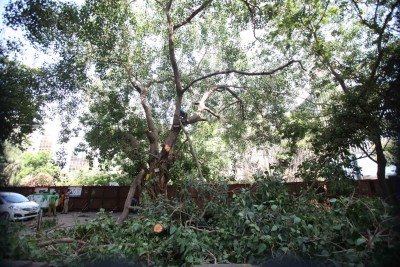 Cop threatens activist for questioning tree felling in K'taka