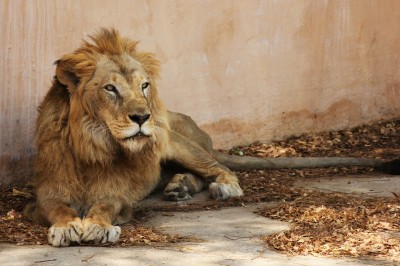 5 Ostriches, 1 lioness die in Vandalur Zoo Chennai