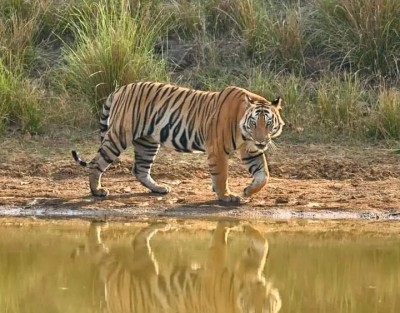 MP's tiger reserves will welcome tourists from Oct 1