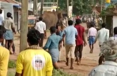 Elephant menace surfaces in Mysuru district yet again