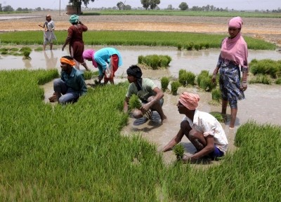 TN govt appoints special teams to monitor paddy procurement