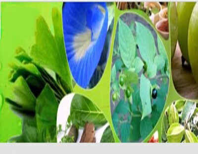 Ayush Ministry launches campaign to promote medicinal plants cultivation