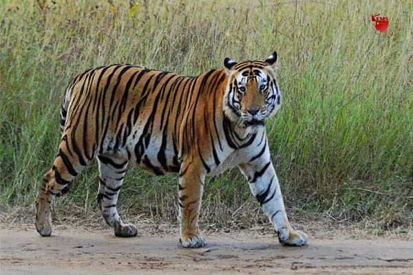 कान्हा का लोकप्रिय बाघ मुन्ना बना वन विहार की शान